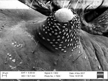 Media type: image;   Invertebrate Zoology 147380